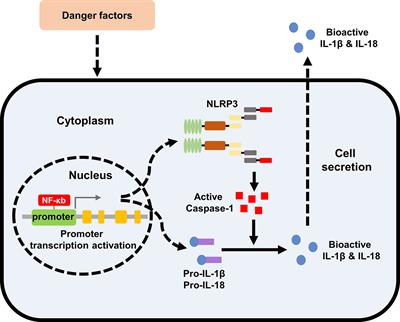 NLRP3 Inflammasome in Metabolic-Associated Kidney Diseases: An Update